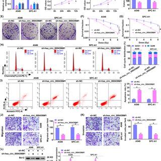 Hsa Circ 0004396 Regulated NSCLC Cell Malignant Behavior And