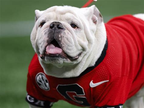 Georgia's Bulldog Mascot Uga X Dead at 10