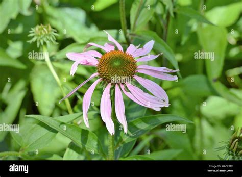 Coneflower in the garden Stock Photo - Alamy