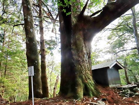 高知の面白情報・今昔・夜景・等々 いの町樅木山の大杉は県指定天然記念物