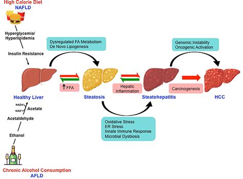 Frontiers Etiology Of Hepatocellular Carcinoma Special Focus On