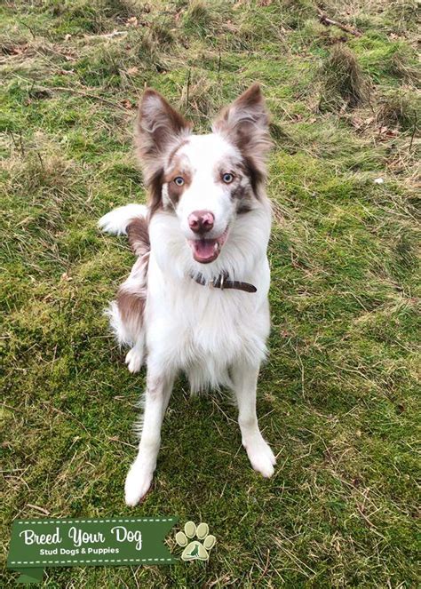 Handsome Red Merle Border Collie - Stud Dog in Shropshire, United ...