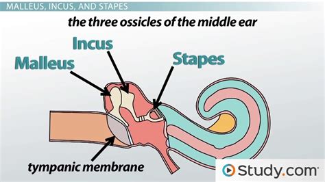 The Ear Middle Structures And Hearing Functions Video And Lesson