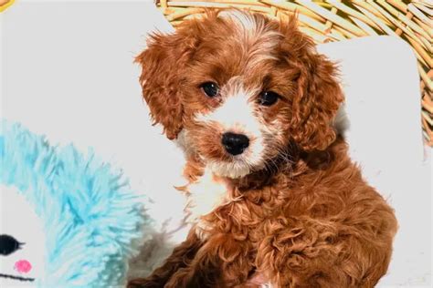 Cavapoo Puppies For Sale In Colorado