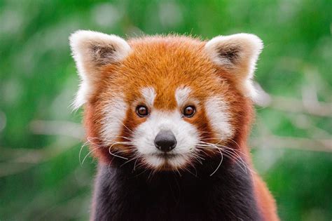 Pandas In Zoos Live Streaming Webcams Around The World