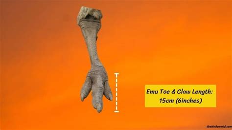 Emu Feet Size & Power Explained: How Does It Compare With?