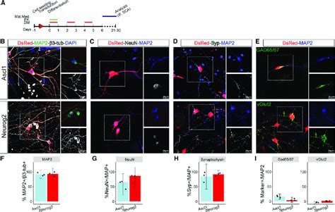 Expression Of Neuronal Markers In Ascl And Neurog Ins A Scheme Of