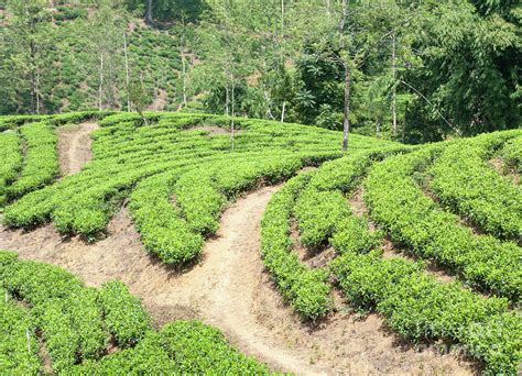 Sri Lanka Tea plantations Photograph by Richard Wareham - Fine Art America