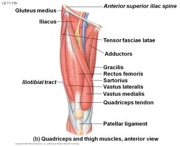 Quadriceps Muscle Strain - Physiopedia