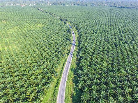 Palm Oil Plantation Stock Photos Pictures And Royalty Free Images Istock