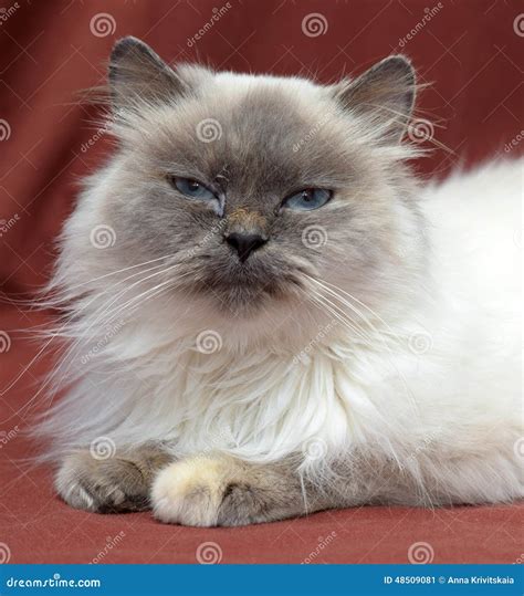 Himalayan cat stock image. Image of himalayan, kitten - 48509081