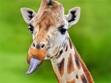 Giraffe Tongue: Anatomy and Function Explained - Millkun