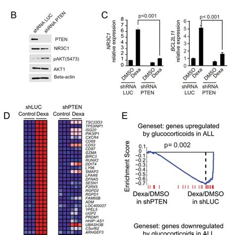 Akt Activation Inhibits Glucocorticoid Induced Gene Expression A