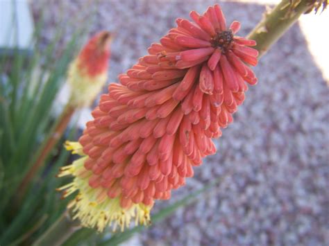 Gardening and Flowers: Red Hot Poker Flower