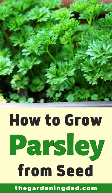 How To Grow Parsley Seed Home And Garden Reference