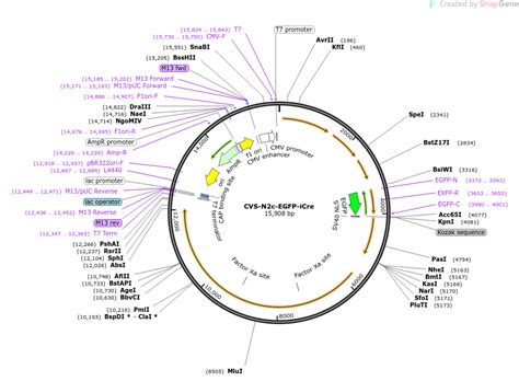 Addgene Cvs N2c Egfp Icre