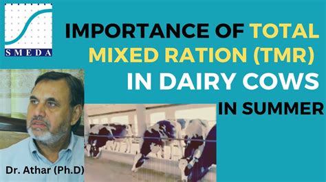 Importance Of Total Mixed Ration Tmr In Dairy Cows In Summer Dairy