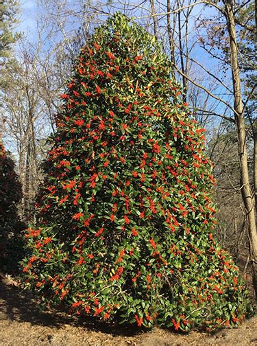 Broadleaf Evergreens | Great Hill Horticulture Foundation