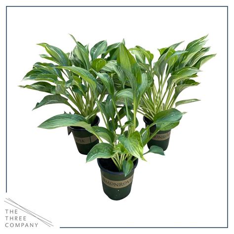 Live Perennial Hosta Yellow Polka Dot Bikini Per Pack Beautiful Accent Plant Tall