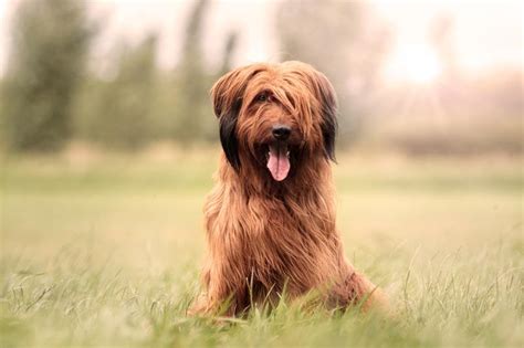 Razas De Perro Todo Sobre El Pastor Brie O Briard Foto