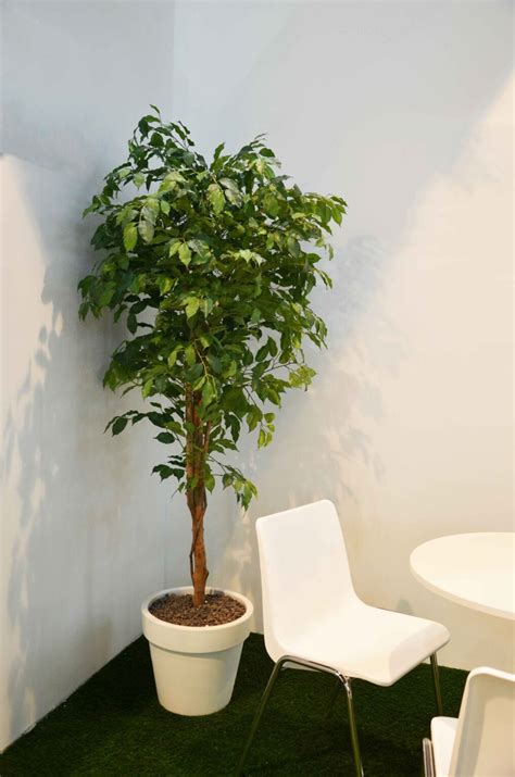 Pianta Artificiale Ficus Benjamin Da Interno Viridium EPM Roma