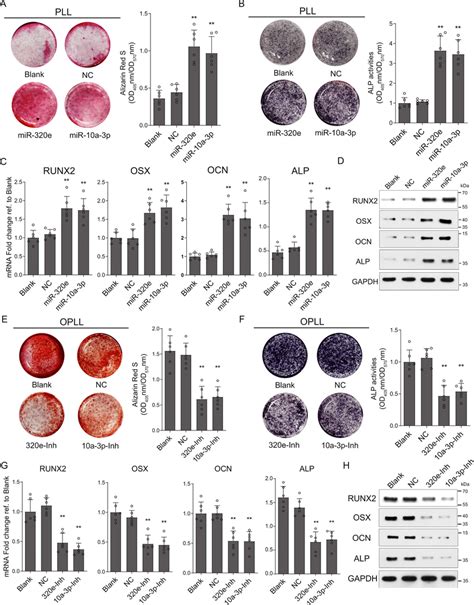 Mir E Promote The Osteoblastogenesis Of Posterior Longitudinal