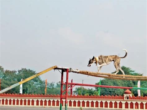 Indigenous Dogs Of Bsf Will Be Included In The Parade For The First