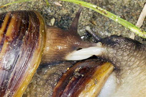 Giant African Land Snails Mating Photograph By Science Photo Library