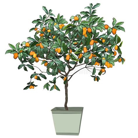 Kumquat Tree Stock Illustrations – 344 Kumquat Tree Stock Illustrations, Vectors & Clipart ...