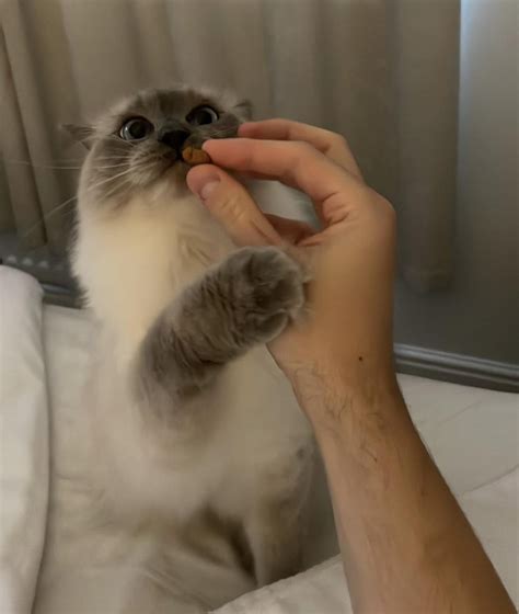 Gib Me Treat R Ragdolls