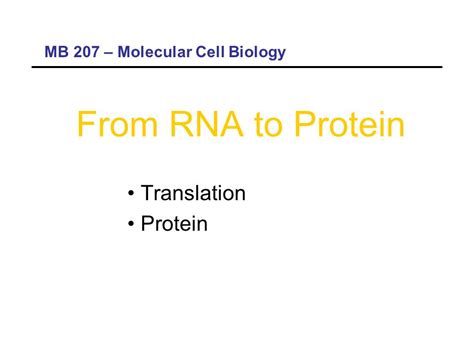 From RNA To Protein Translation Protein MB 207 Molecular Cell Biology