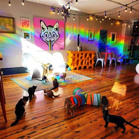 Mac Tabby Cat Cafe Expanding With Third Location Salisbury Post