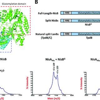 Isolation Of The Nisbtc Complex And Its Nist Associated Subcomplexes