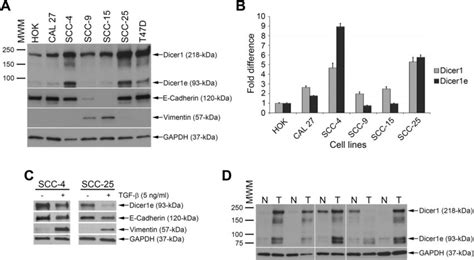 Dicer1e Is Overexpressed In Human Oscc Cell Lines Of Epithelial