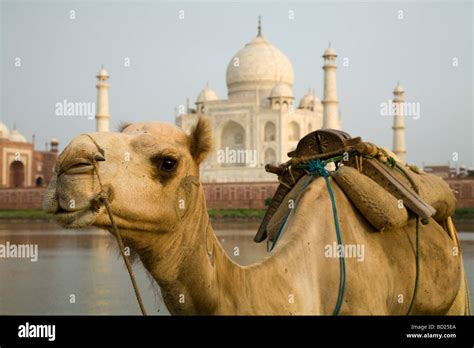 Camel Emerging From The Yamuna River With The North Side Of The Taj