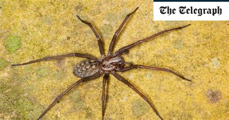 Invasion Of Giant House Spiders As Mating Season Begins