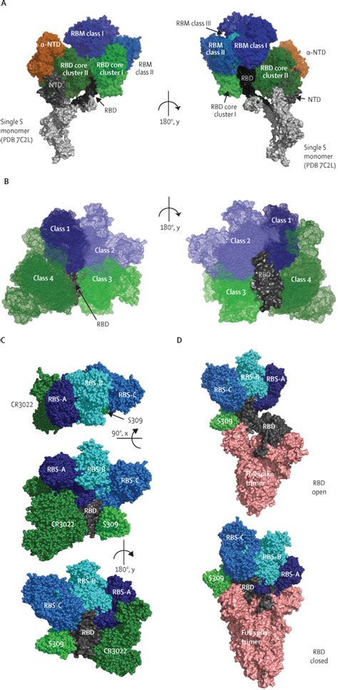 Monoclonal Antibody Therapies Against Sars Cov 2 The Lancet Infectious Diseases