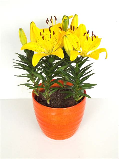 Better Homes And Gardens 1qt Asiatic Lily Yellow Perennial Live Plant