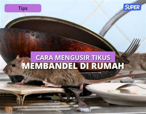 14 Cara Mengusir Tikus Dirumah Tanpa Racun Bau Busuk