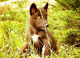 Wolf coat color genetics | Wiki | Wolf Amino Amino