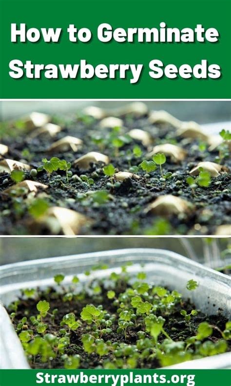 How to Germinate Strawberry Seeds – Strawberry Plants