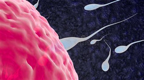 Fertilization Is The Fusion Of Haploid Gametes Egg Stock Illustration