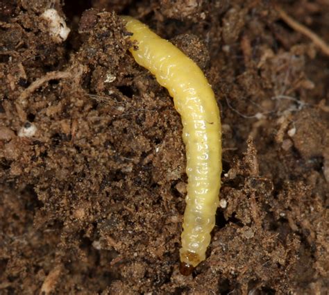 Corn Rootworm Larvae