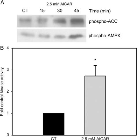 Figure 1 From 5 Aminoimidazole 4 Carboxamide Riboside AICAR Enhances