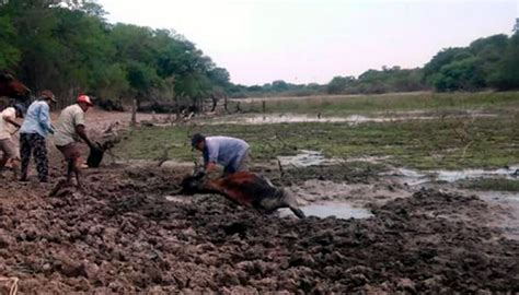 Chaco estiman pérdidas en la producción agropecuaria y mortandad de