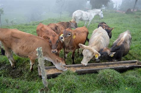 Senasa Confirma Bovinos Con Rabia Paral Tica En Finca De Sabalito De