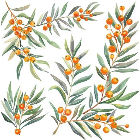 Premium Vector A Set Of Sea Buckthorn Leaves Branches