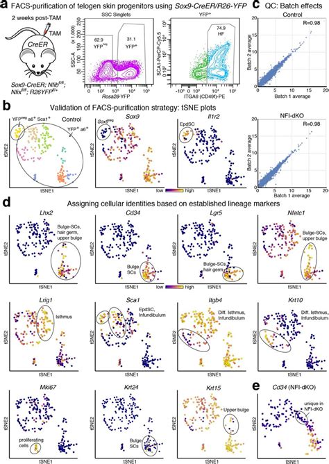 Single Cell Transcriptome Analysis Of Telogen Skin Epidermis A