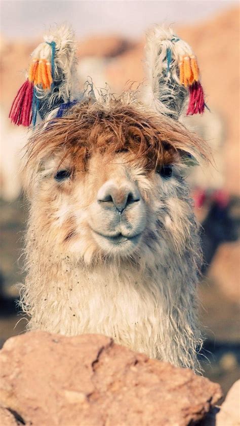 Llama iPhone Wallpapers - Top Free Llama iPhone Backgrounds ...