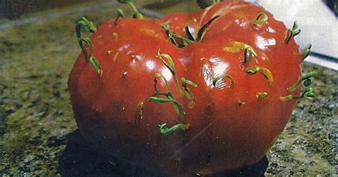 Mutant tomatoes? Nope, but there’s an explanation